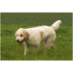 Briquet Griffon Vendeen 1