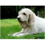Briquet Griffon Vendeen 3