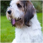Briquet Griffon Vendeen 6