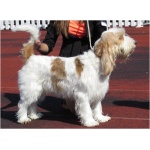 Briquet Griffon Vendeen 7