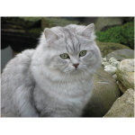 British Longhair 2