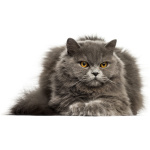 British Longhair 3