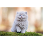 British Longhair 4