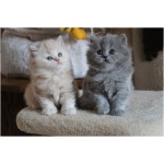 British Longhair 5
