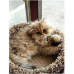 British Longhair 7