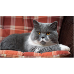 British Shorthair 0
