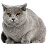 British Shorthair 1