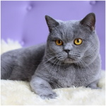 British Shorthair 2