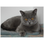 British Shorthair 9