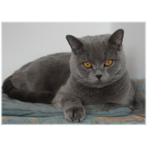 British Shorthair 9