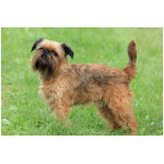 Brussels Griffon 1
