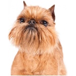 Brussels Griffon 2