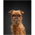 Brussels Griffon 6