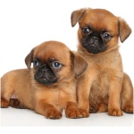 Brussels Griffon 8