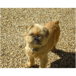 Brussels Griffon 9