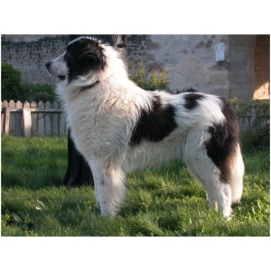 Bukovina Sheepdog 9