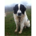 Bulgarian Shepherd Dog 8
