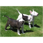 Bull Terrier 0