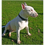 Bull Terrier 1