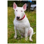 Bull Terrier 2