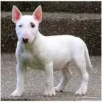 Bull Terrier 3