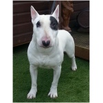 Bull Terrier 4