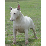 Bull Terrier 7