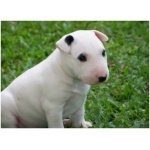 Bull Terrier 8