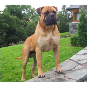 Bullmastiff 0