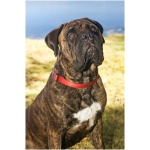 Bullmastiff 1
