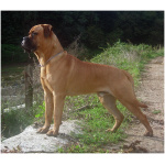 Bullmastiff 2