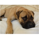 Bullmastiff 3