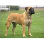 Bullmastiff 5