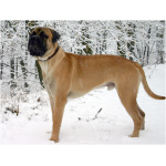 Bullmastiff 6