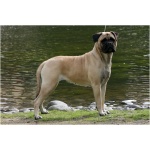 Bullmastiff 7