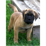 Bullmastiff 8