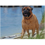 Bullmastiff 9