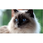 Burmese 1
