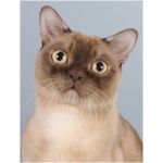 Burmese 3