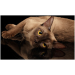 Burmese 4