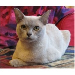 Burmese 5
