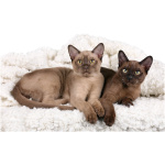 Burmese 6