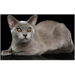 Burmese 7
