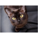 Burmese 9