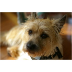 Cairn Terrier 0