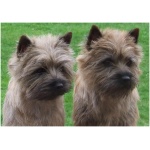 Cairn Terrier 1