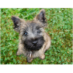 Cairn Terrier 2