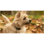 Cairn Terrier 3