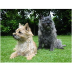Cairn Terrier 4