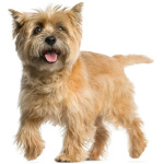 Cairn Terrier 6